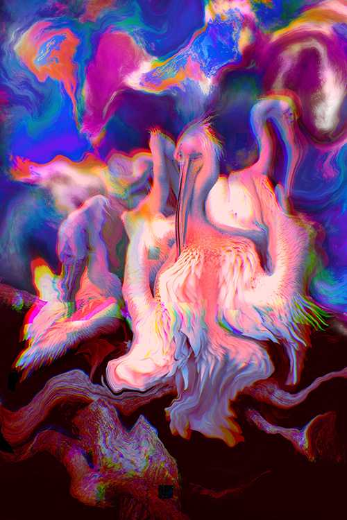 A digital artwork by Charita Nichols, featuring Pelicans within a vortex of colour